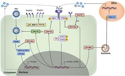 Frontiers | Suppression Of Interferon-α Treatment Response By Host ...